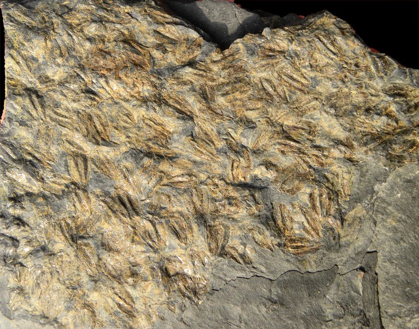 Hexagonocarpus hookeri